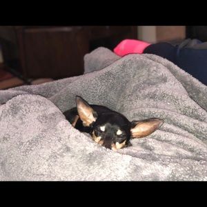 Meet your Posher, Dom